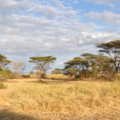  Lake Manyara, TZ